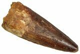 Fossil Spinosaurus Tooth - Real Dinosaur Tooth #356815-1